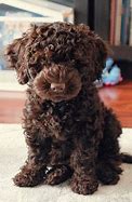 Image result for Chocolate Labradoodle