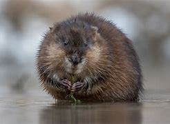 Image result for Dry Muskrat