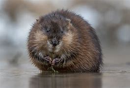 Image result for Show Me a Picture of a Muskrat