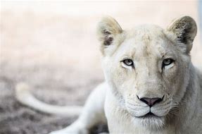 Image result for A White Lion