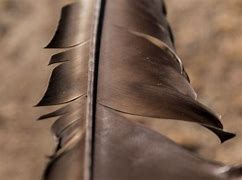 Image result for Brown Feather