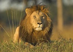 Image result for Pictures of African Male Lions