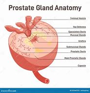 Image result for Prostate Gland Structure