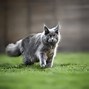 Image result for Blue Maine Coon Cat