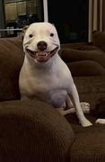 Image result for Pair of Smiling Dogs