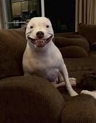 Image result for Smiling Dog without Chair