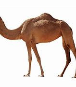 Image result for Halloween Camel Images