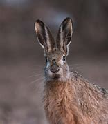 Image result for Hare White Background Long Ears