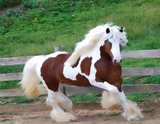 Image result for Most Beautiful Gypsy Horse