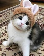 Image result for Please Kitty