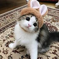 Image result for Happy Kitty