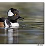 Image result for Hen Hooded Merganser