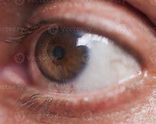 Image result for My Eye in Macro