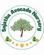 Image result for Avocado Tree in India