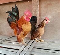 Image result for Serama Chicken Baby