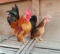 Image result for Serama Chicken Baby