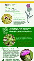 Image result for Scothc Thistle Weed