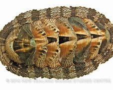 Image result for Chiton Wetlands