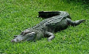 Image result for Alligator