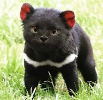 Image result for Tasmanian Cat