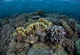 Image result for Biodiversitas Di Indonesia