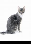 Image result for Light Gray Striped Tabby Cat