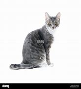 Image result for Marbled Silver and White Cat