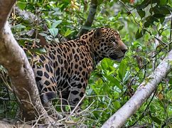 Image result for Amazonian Jaguar