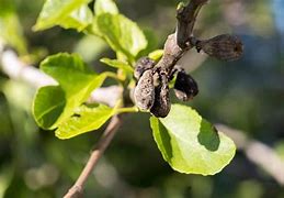 Image result for Fig Tree Rust