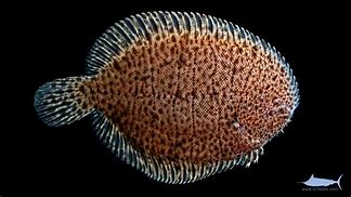 Image result for Trinectes Maculatus