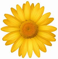 Image result for Simple Daisy Flower Clip Art