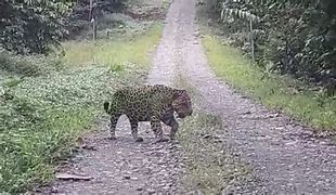 Image result for Amazonian Jaguar