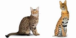 Image result for Serval Vs. Savannah