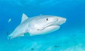 Image result for Tiger Shark Location