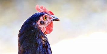 Image result for Blue Chicken Breeds With