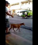 Image result for Goat On Motorcycle