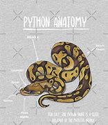 Image result for Python Anatomy