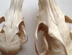 Image result for Coyote Skull Black and White