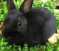 Image result for Black Bunny Rabbits