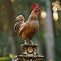 Image result for Chicken Roost Flat or Round