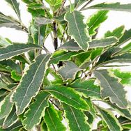 Image result for Plerandra Elegantissima Tree