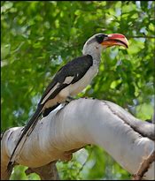 Image result for Von Der Decken's Hornbill