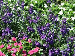 Image result for Dark Purple Flower Names