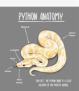 Image result for Python Anatomy