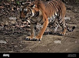 Image result for Alamy Tiger