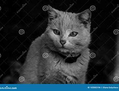 Image result for Sad Homeless Cat