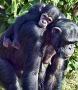 Image result for Stillborn Chimp