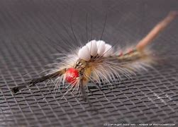 Image result for Tussock Moth Caterpillar Poisonous