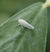 Image result for Sawtooth Leafhopper