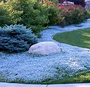 Image result for Blue Star Creeper Ground Cover in Pot